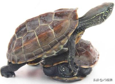 最好的龟是什么品种（哪个龟最好）