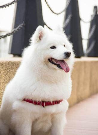 世界十大犬种（世界犬种排名第一）