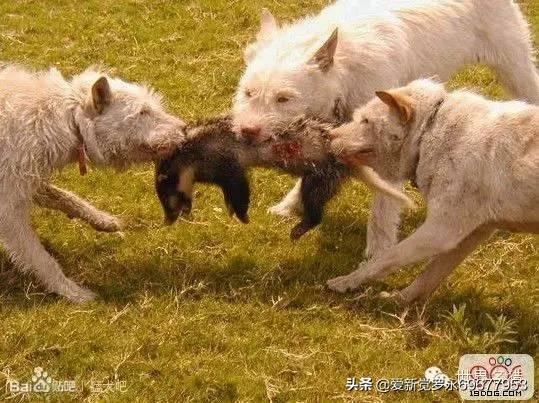 世界上最丑的狗排行榜前十名