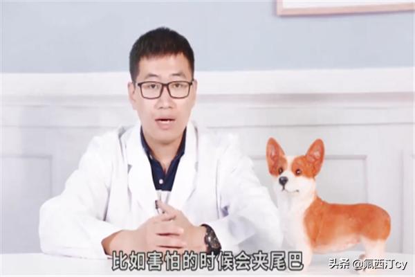 微笑狗真正原图（微笑狗原图smilejpg）