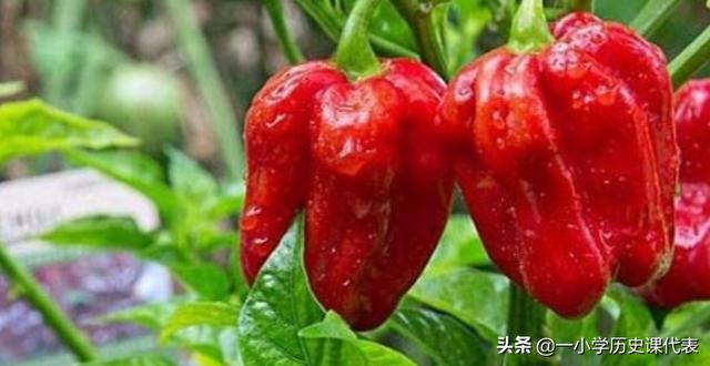 世上最辣的辣椒（世上最辣的辣椒挑战）