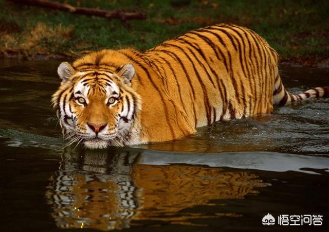 赤兔马（赤兔马是什么品种）