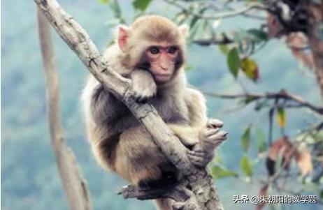 小猴子下山的故事后续（小猴子下山后续故事400字）