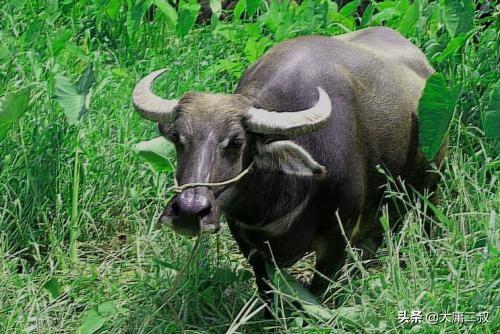 塞翁失马的最详细故事（塞翁失马的故事是什么）