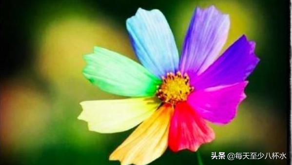 七色花主要内容30字（七色花主要内容30字概括）