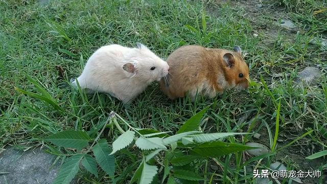 关于动物成语（关于动物成语的褒义词）