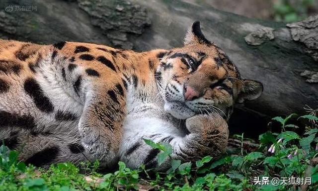 婴幼儿故事在线听免费（婴幼儿故事视频播放）