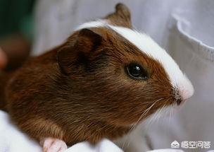 一年级下册老鼠嫁女的故事完整版