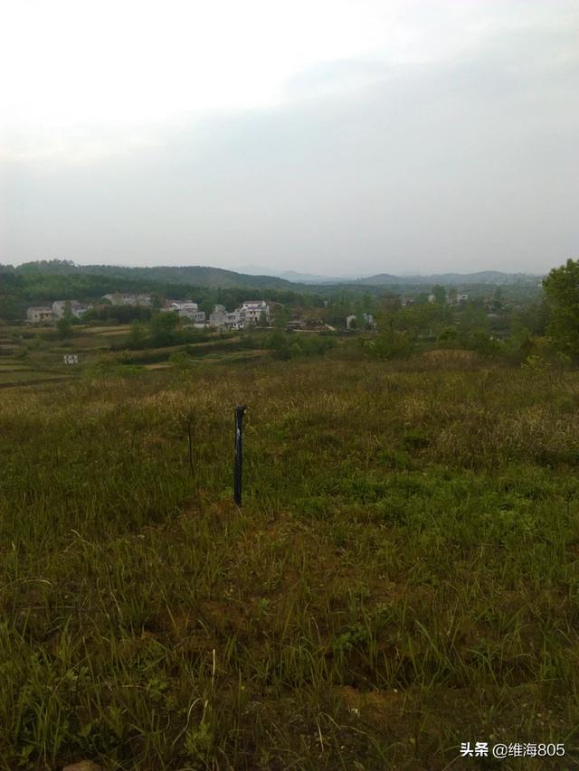 人救动物的故事（人救动物的故事最短的）